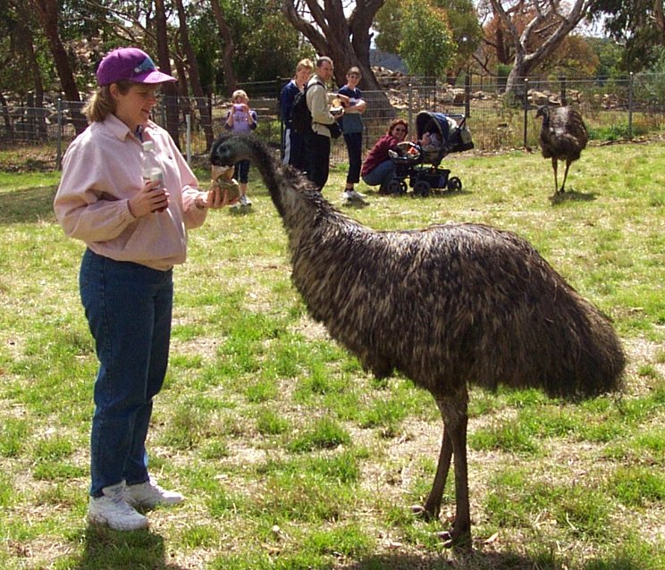 emu